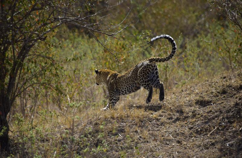 Mis días de safari en Uganda, Kenia y Zanzíbar.. Os lo intento contar - Blogs de Africa Este y Centro - Recorremos Masai Mara de un extremo a otro.. ¡Qué lugar! (33)