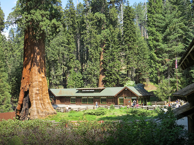18 días por la Costa Oeste de Estados Unidos: un sueño hecho realidad - Blogs de USA - DIA 5: Los Angeles - Sequoia & Kings Canyon - Fresno (5)