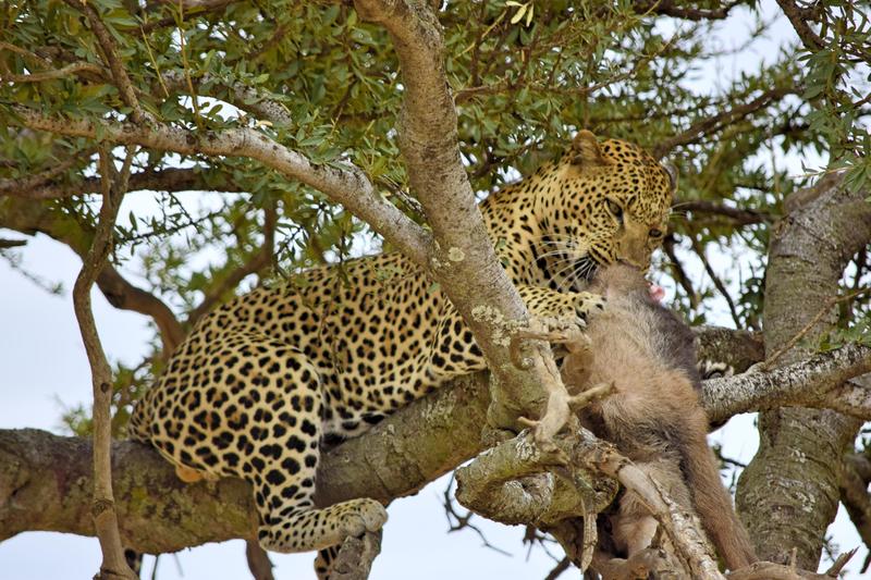 Mis días de safari en Uganda, Kenia y Zanzíbar.. Os lo intento contar - Blogs de Africa Este y Centro - Recorremos Masai Mara de un extremo a otro.. ¡Qué lugar! (9)