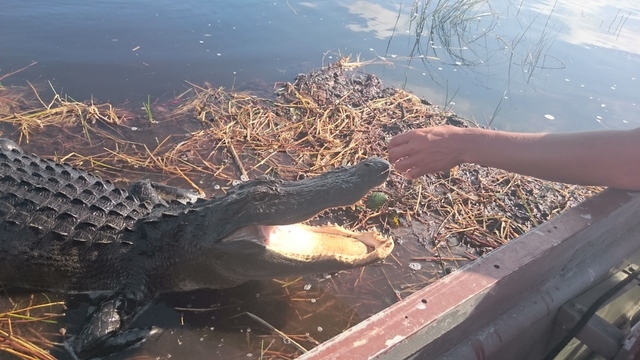 Everglades National Park y Cayo Vizcaíno - Ruta por Florida (2016): 18 días (8)