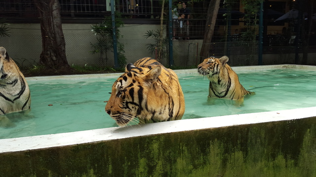 Chiang Mai - Tailandia y Camboya 2015, el viaje soñado (10)