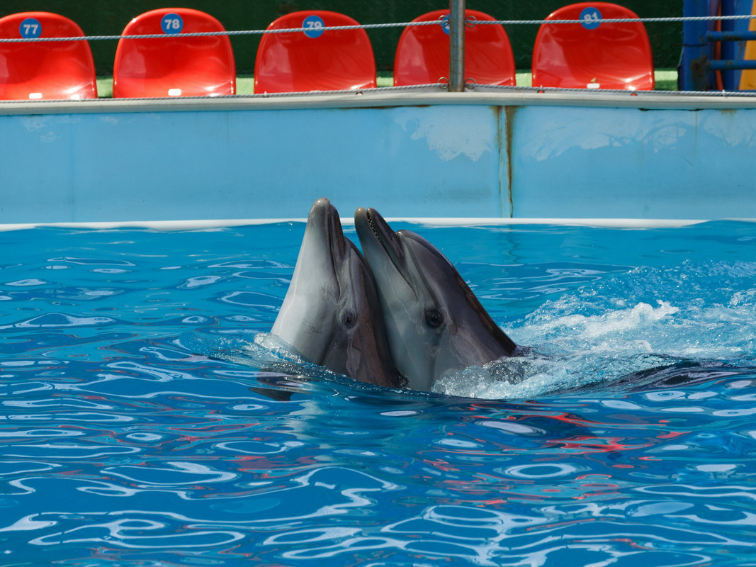 Скачать Видео Нудисты В Дельфинарии