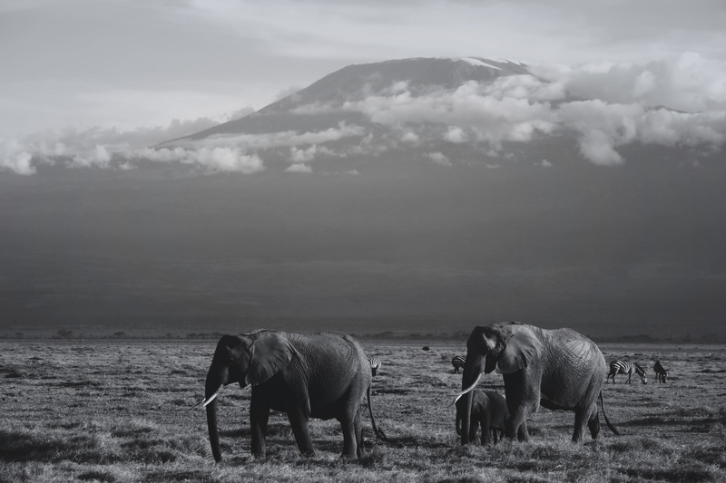 Mis días de safari en Uganda, Kenia y Zanzíbar.. Os lo intento contar - Blogs de Africa Este y Centro - Parque Amboseli, el sitio de los elefantes (15)
