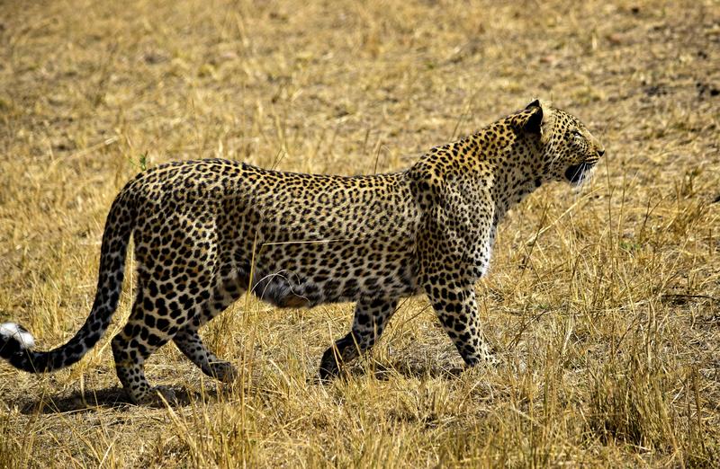 Mis días de safari en Uganda, Kenia y Zanzíbar.. Os lo intento contar - Blogs de Africa Este y Centro - Recorremos Masai Mara de un extremo a otro.. ¡Qué lugar! (30)