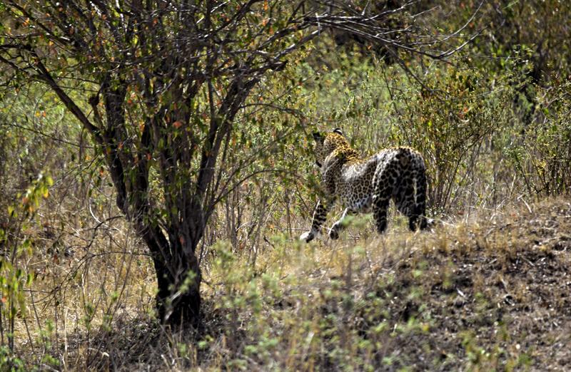 Mis días de safari en Uganda, Kenia y Zanzíbar.. Os lo intento contar - Blogs de Africa Este y Centro - Recorremos Masai Mara de un extremo a otro.. ¡Qué lugar! (34)