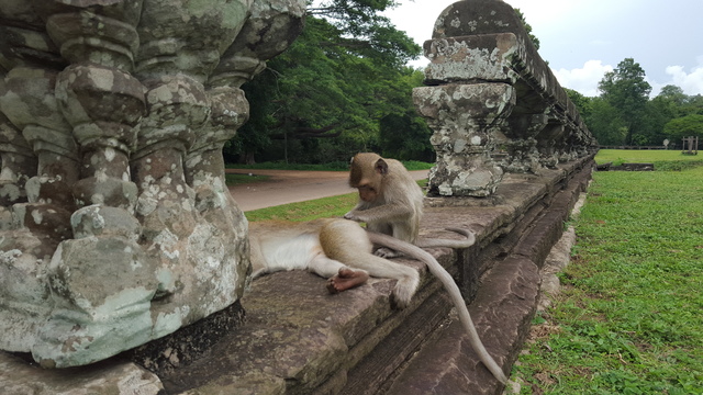 Tailandia y Camboya 2015, el viaje soñado - Blogs de Tailandia - Siem Reap, Camboya (5)