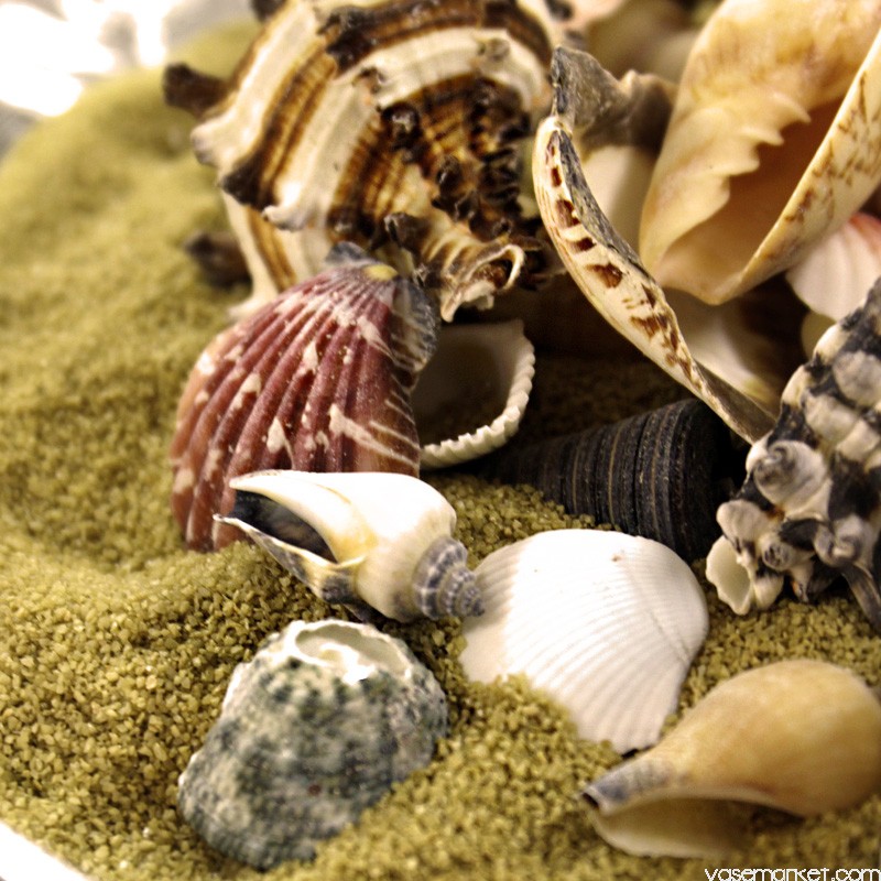 Vase Market Assorted Sea Shell Mix