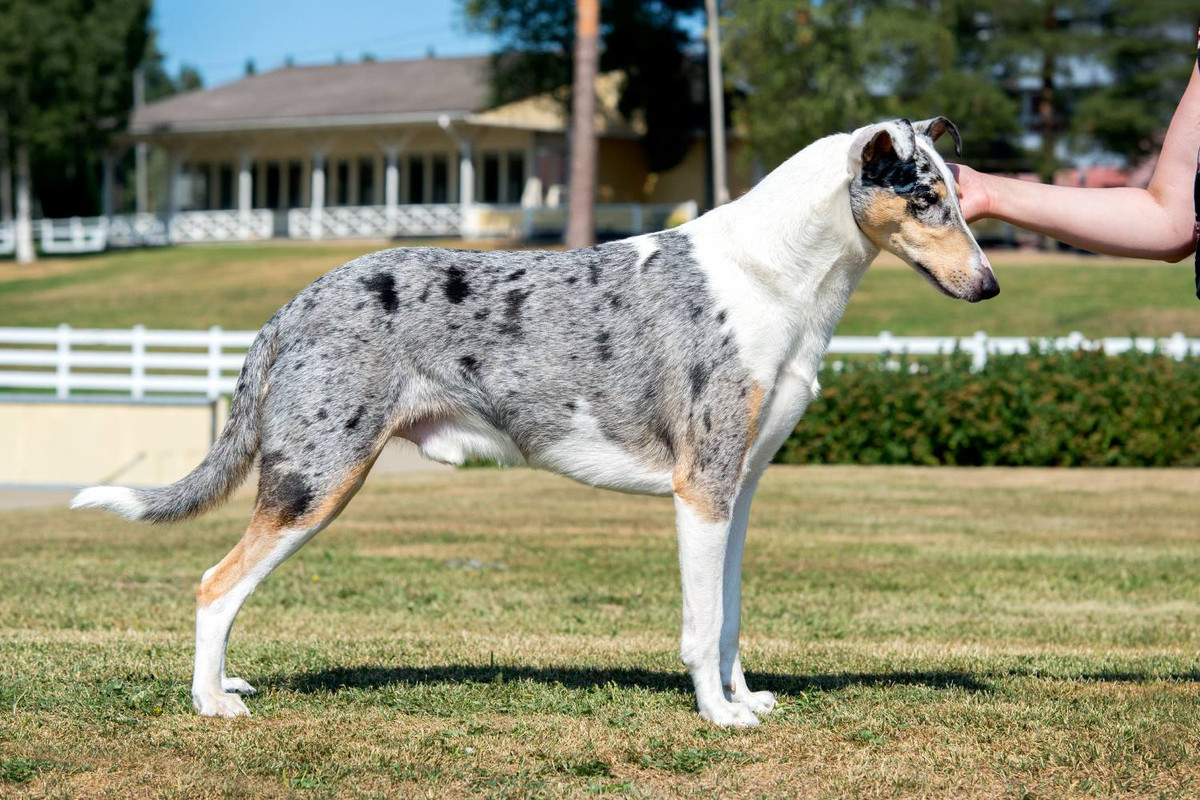 Sileäkarvainen collie, Diamondfox Miracle Of Blue Sky