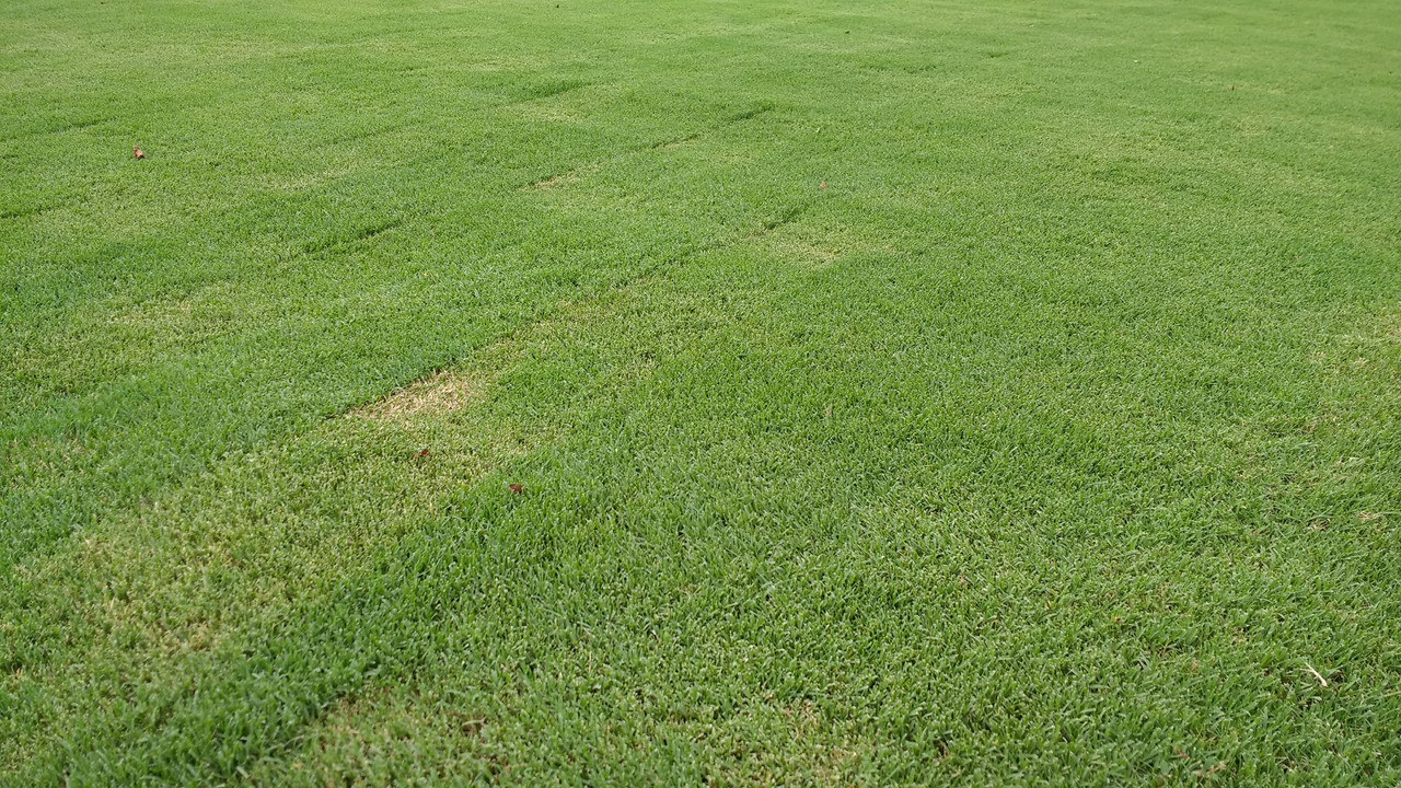 Double cut online lawn