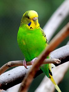 birb.jpg