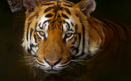 14859855_25-so-beautiful-nature-gifs_tdeec3d53.gif