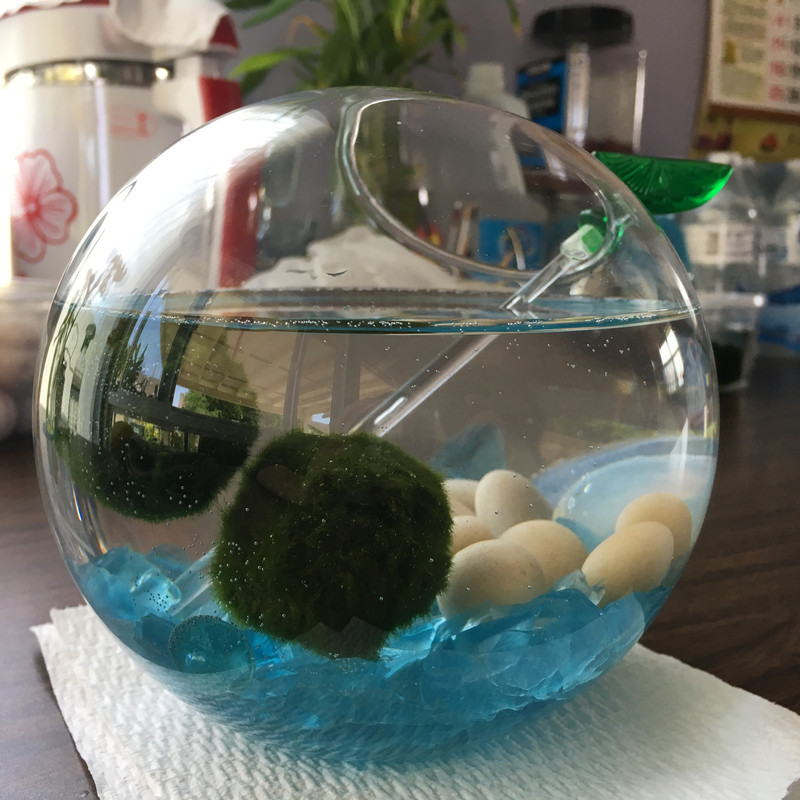 Use a swizzle or stirring stick to occasionally turn the marimo balls inside the glass terrarium