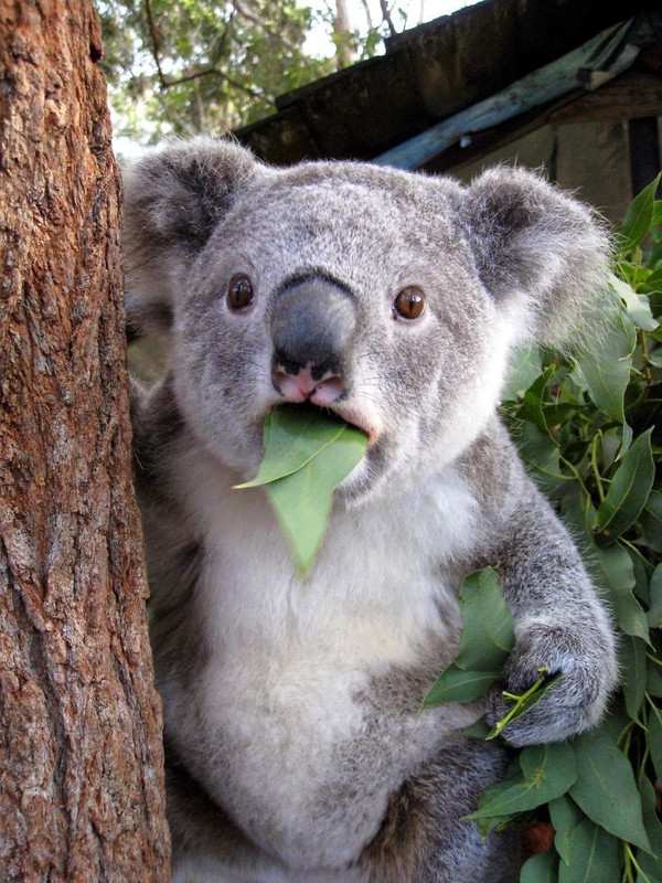 foto-koala.jpg