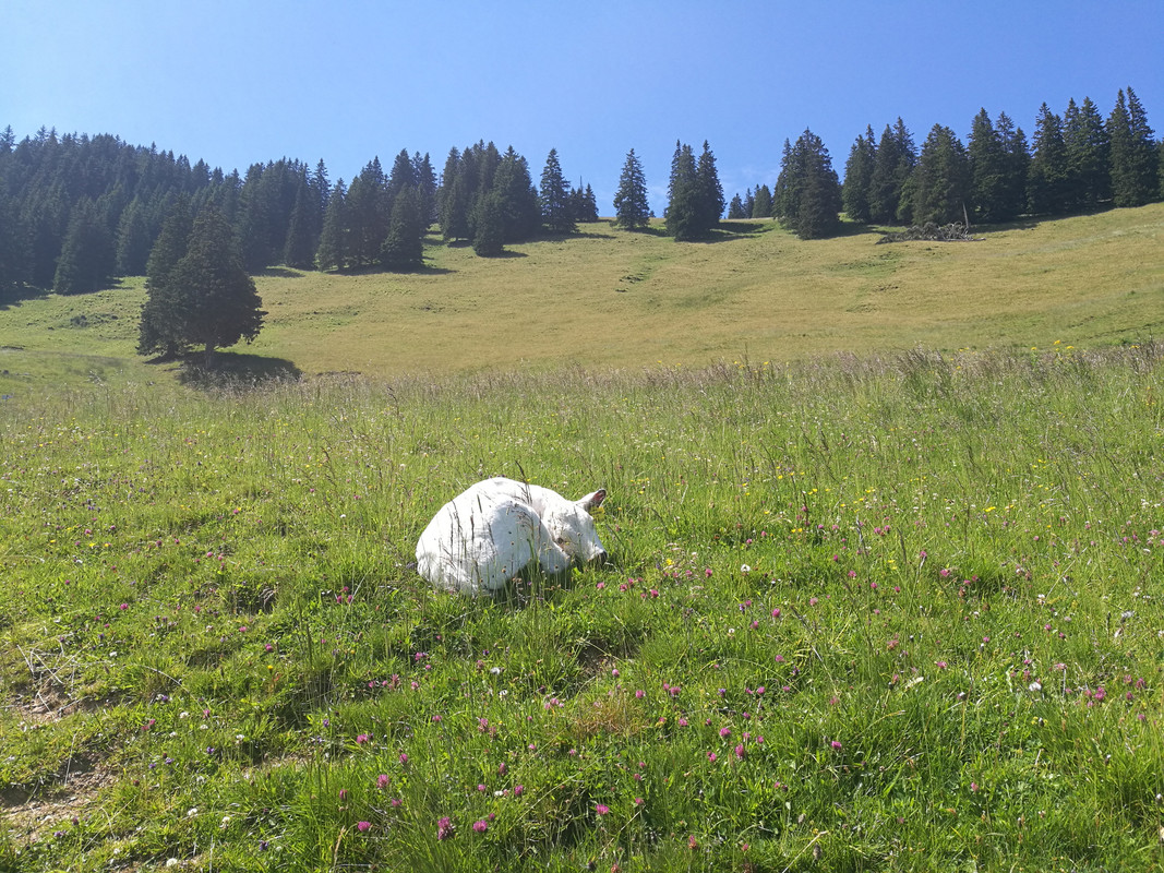 Slika