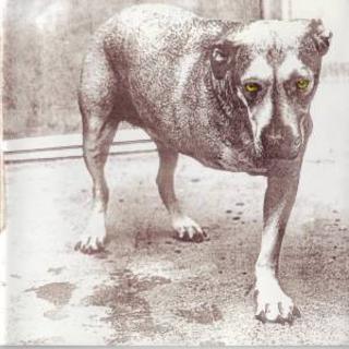 Alice In Chains - Alice In Chains (1995).mp3 - 320 Kbps