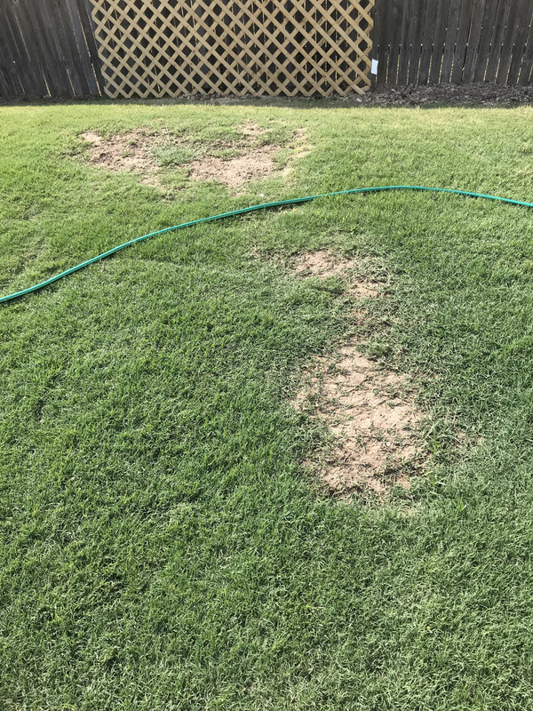 What to do with large bare areas of Lawn | Lawn Care Forum