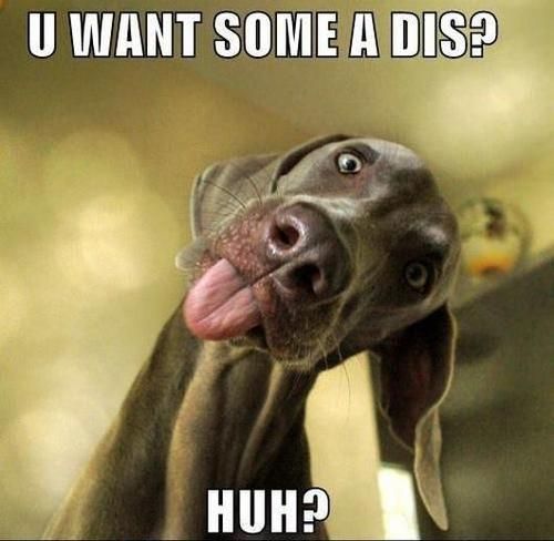 f1f8859df46434fe8ac699ca9615daa2--weimaraner-funny-blue-weimaran.jpg