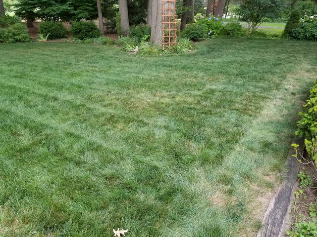 Noob stumped by Brown patches... Help please. | Lawn Care Forum