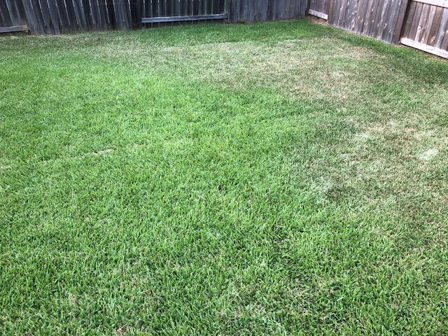 Advice on unhealthy patches (St Aug) | Lawn Care Forum