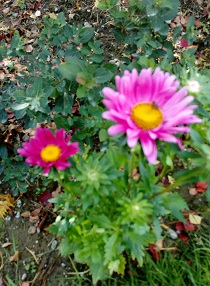 Bilde