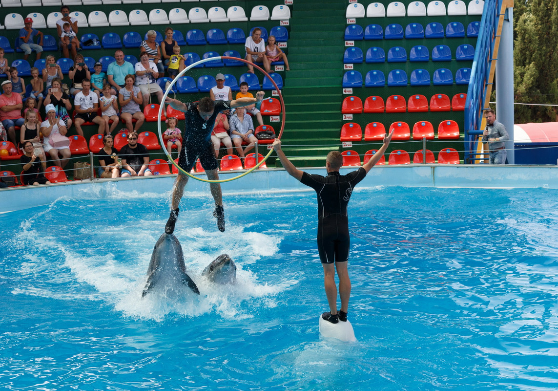 Дельфинарий сочи цена 2024 расписание. Адлерский дельфинарий Сочи. Адлерский дельфинарий Сочи парк. Большой Сочинский дельфинарий в парке Ривьера. Дельфинарий и океанариум в Адлере.
