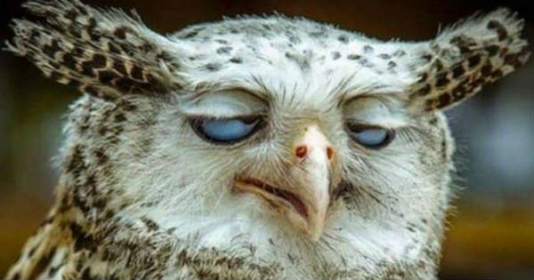 the-funniest-birds-ever-laugh-6-pack.jpg
