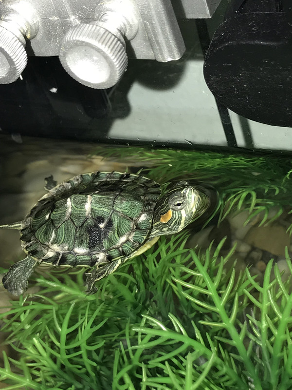 proper pics) HELP! Shell Rot, Mineral Deposit or Shedding 
