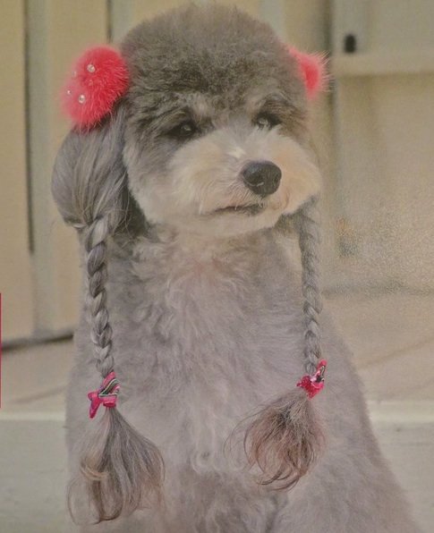 hond-3.jpg