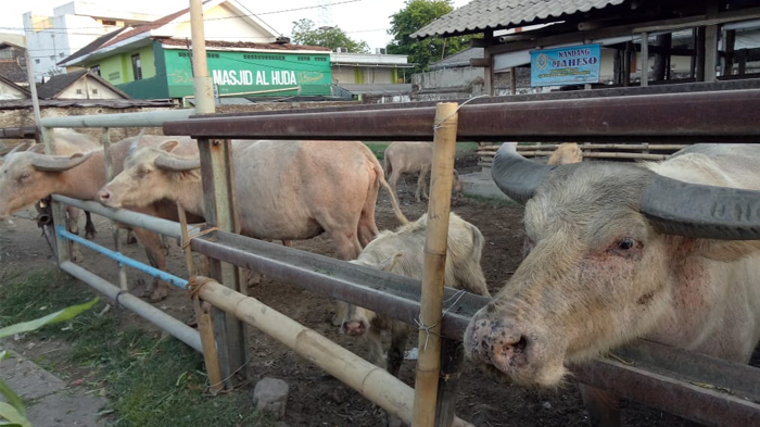 Kebo bule yang akan dikirab Keraton Kasunanan Surakarta pada malam 1 suro, Selasa (11/9/2018)