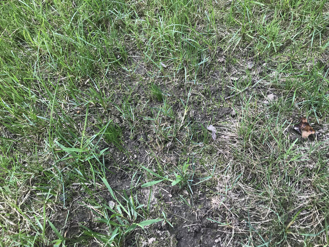 (Another) Overseed watering schedule - The Lawn Forum When To Overseed Fescue In Oklahoma