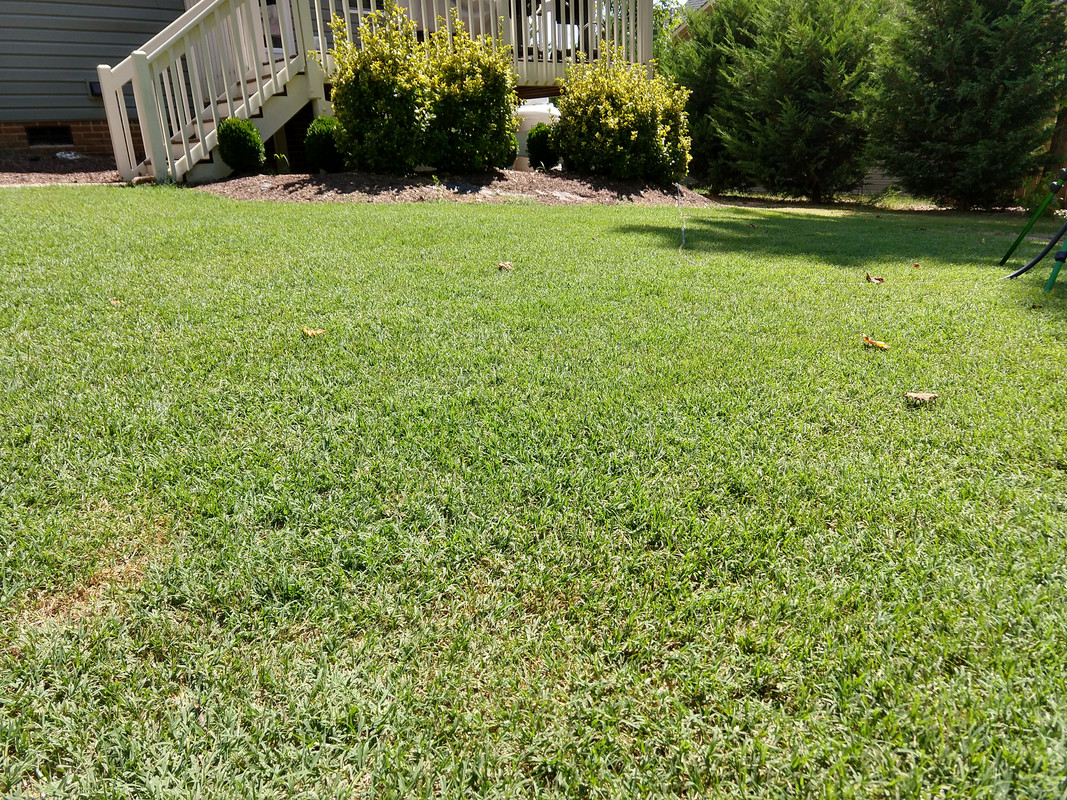 Rotary mowed Bermuda | Lawn Care Forum