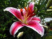 lily2-july-2018.jpg