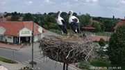 Kép