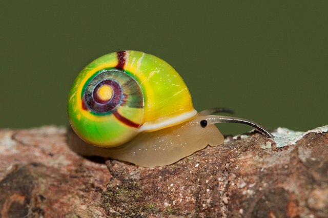 Alcadia_sp.jpg