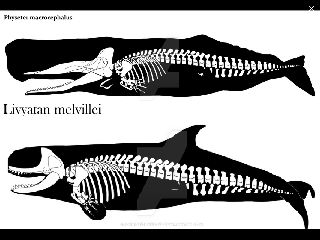 megalodon vs sperm whale