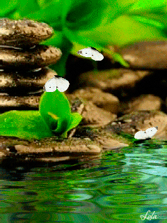 beautiful-nature-gif-wallpaper.gif