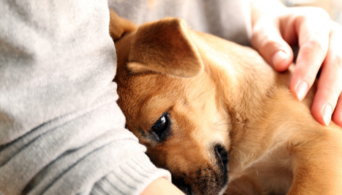 cuddlepup.png