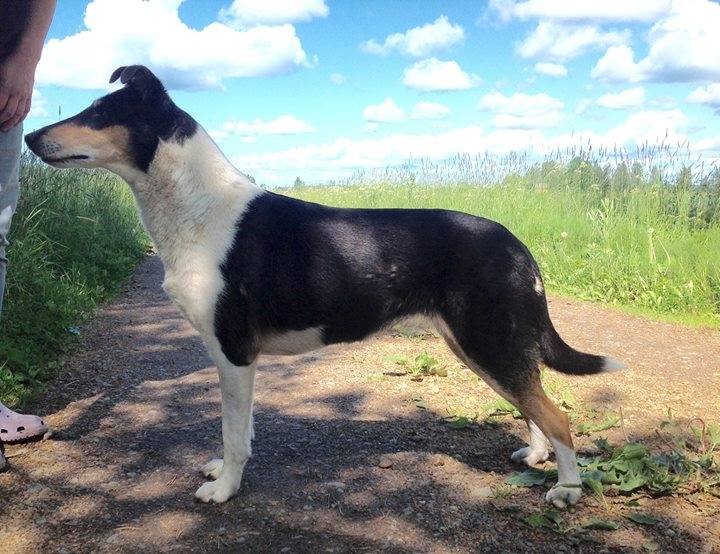 Sileäkarvainen collie, Sandcastle's Pink Promises
