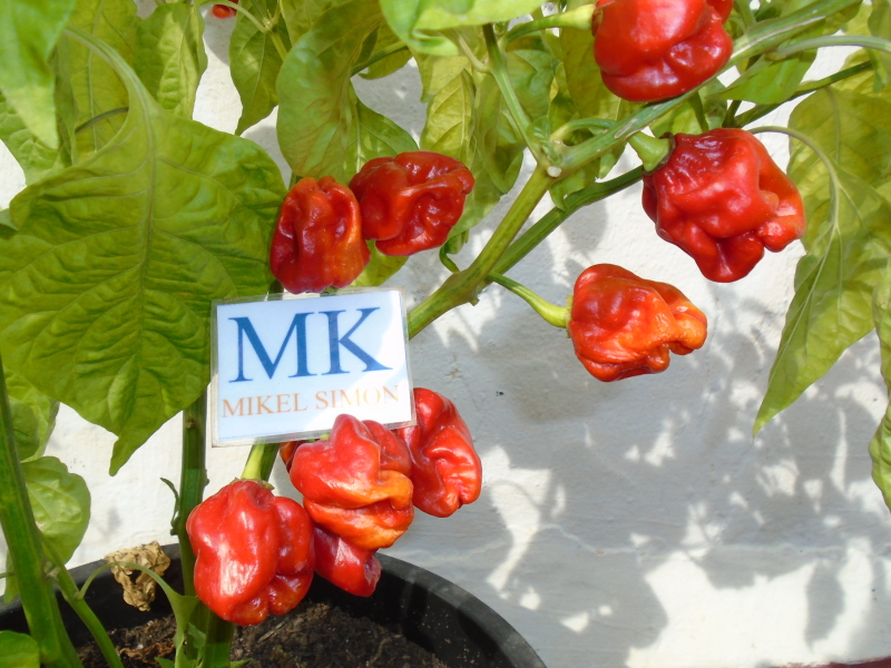 81A Big Mustard Mama,10 semillas,seeds,Capsicum chinense,cosecha propia