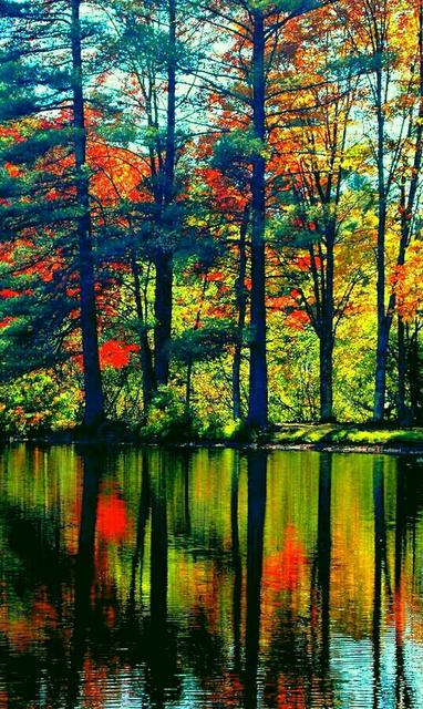 b4729833d6637f9e18d7e92d05e46107--the-great-outdoors-fall-leaves.jpg