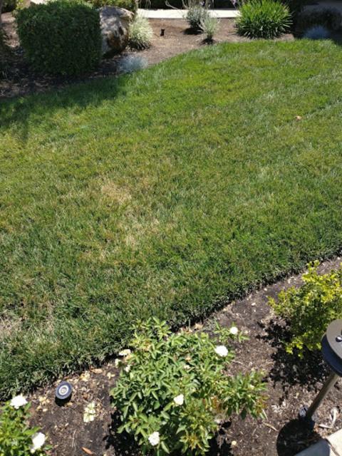 New Fescue Lawn | Lawn Care Forum