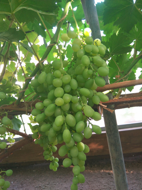 Сорт винограда тасон фото