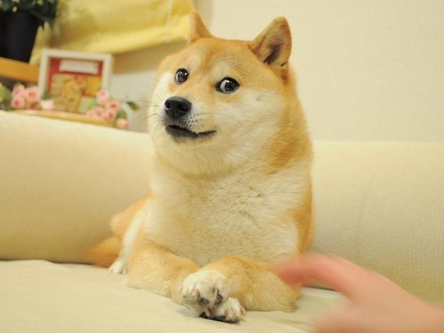 시바
