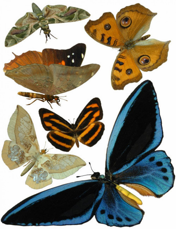 ultimate butterfly collection large