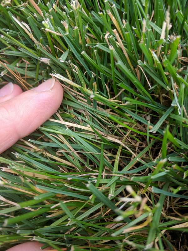 Heat Stress or Fungus? | Lawn Care Forum