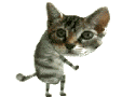 dancing-cat-smiley-emoticon_1.gif