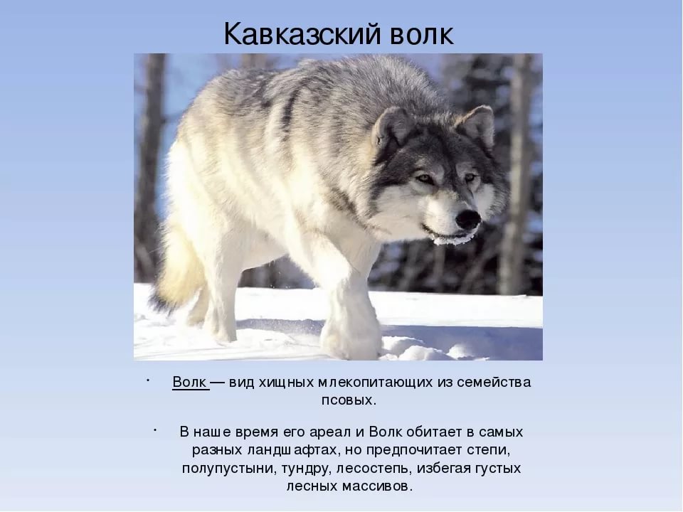 Волк какое слово. Описание волка. Кавказский волк описание. Сообщение о волке. Кавказский волк доклад.