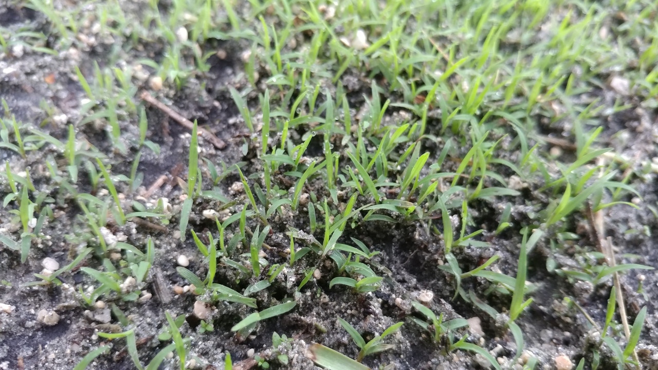 bermuda-right-after-germination-the-lawn-forum