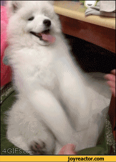 dog-dogs-puppy-cuteness-overload-918443.gif