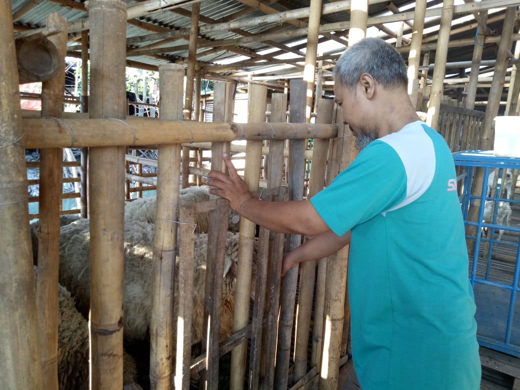 Slamet (48) memilih kambing yang akan dibelinya dari tempat Sabdo, pada Sabtu, (11/8/2018) di Sanggrahan, Mantung-Sukoharjo. (TribunStyle.com/Desi Kris)